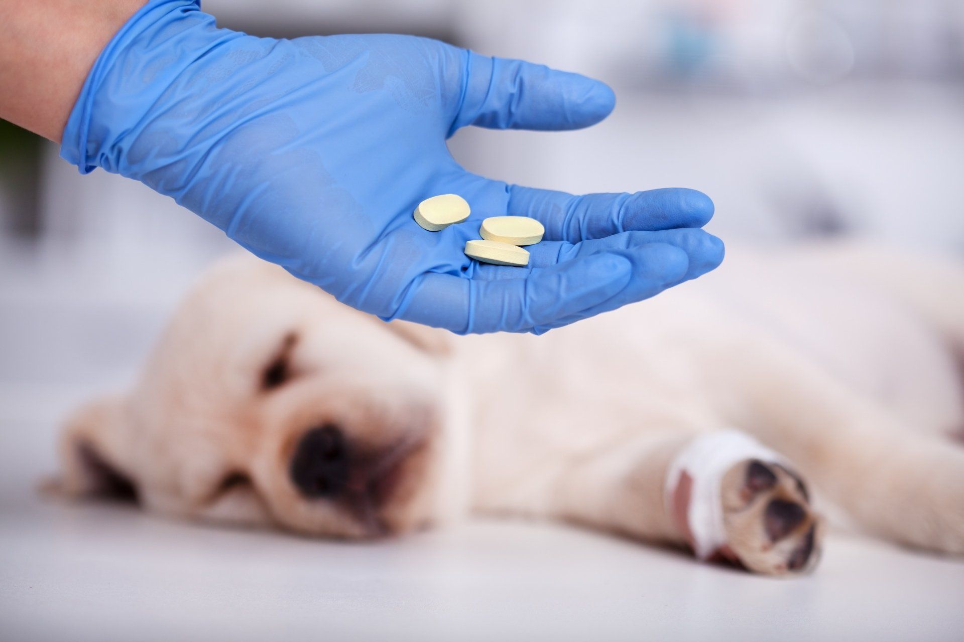 Veterinaria